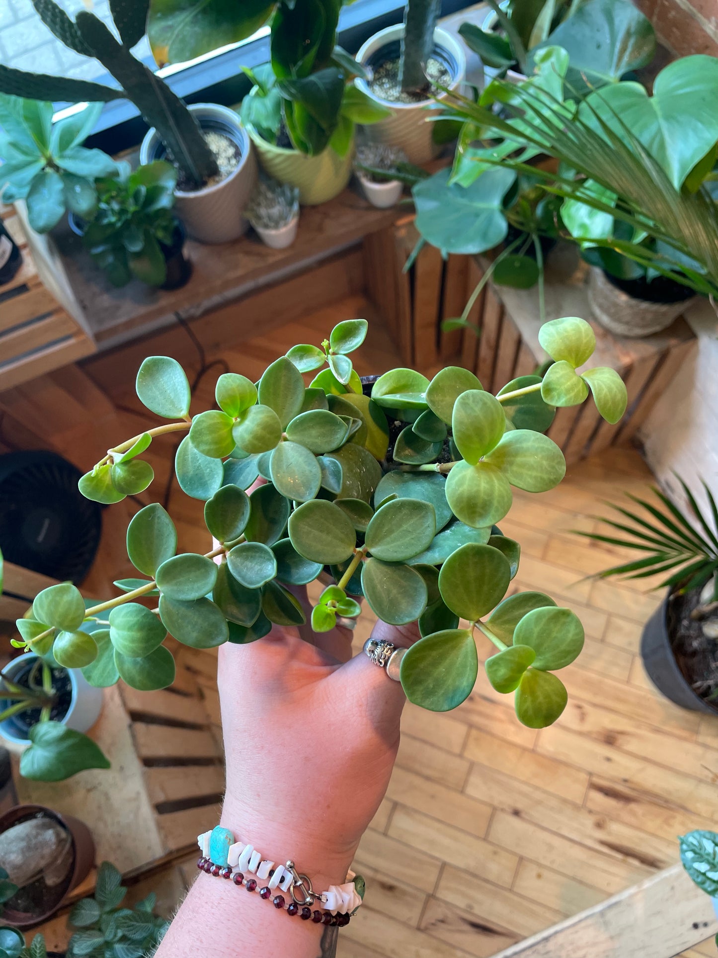 3.5" Peperomia Hope