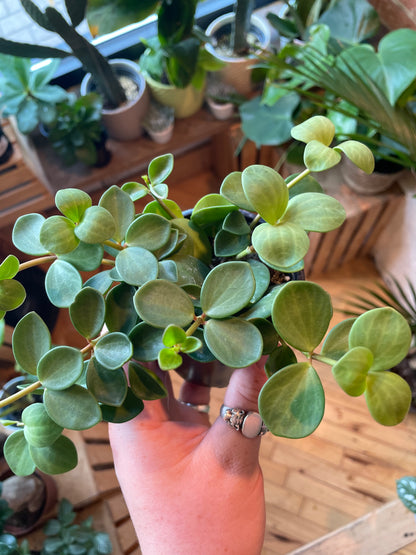 3.5" Peperomia Hope