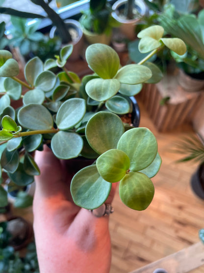 3.5" Peperomia Hope