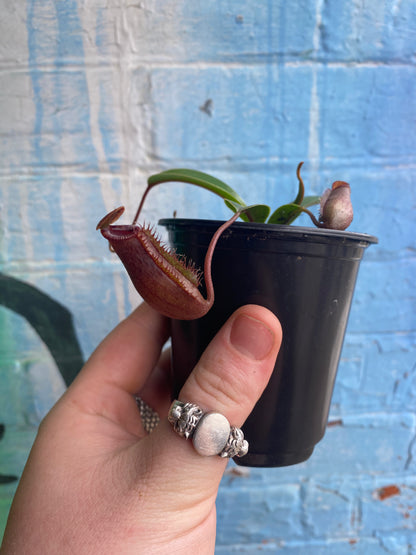 3.5" Nepenthes Miranda| Pitcher Plant
