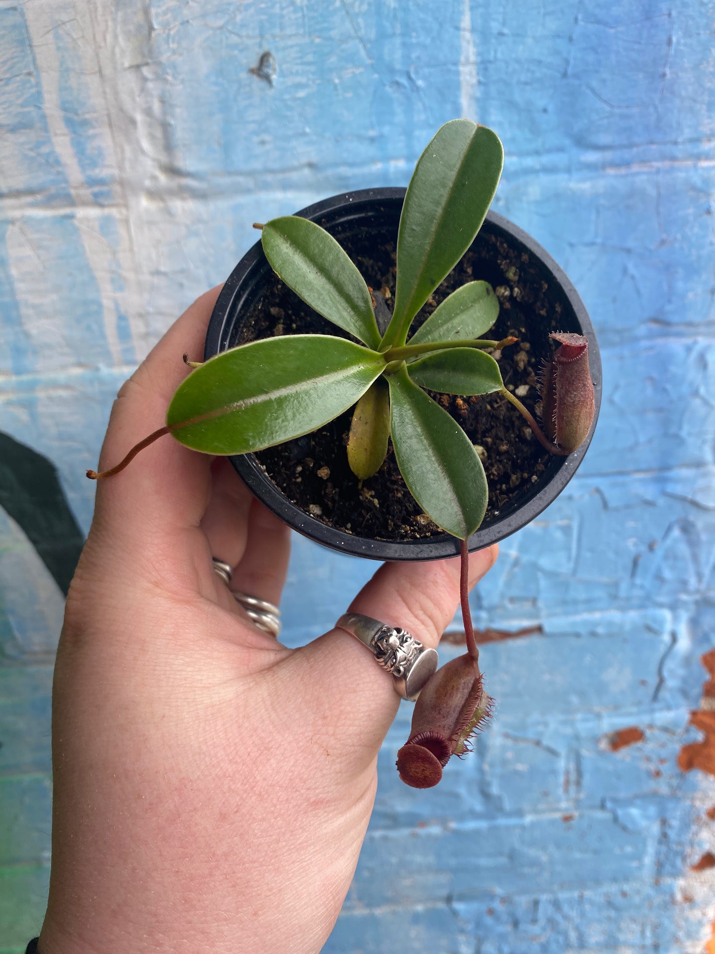 3.5" Nepenthes Miranda| Pitcher Plant