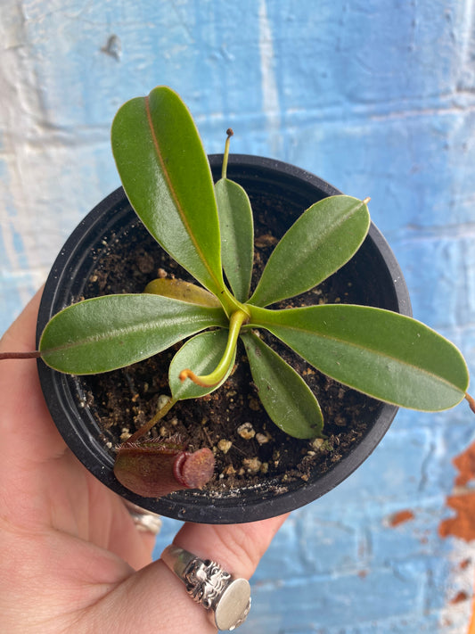 3.5" Nepenthes Miranda| Pitcher Plant