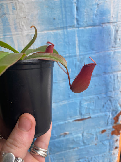 3.5" Nepenthes Diana | Pitcher Plant