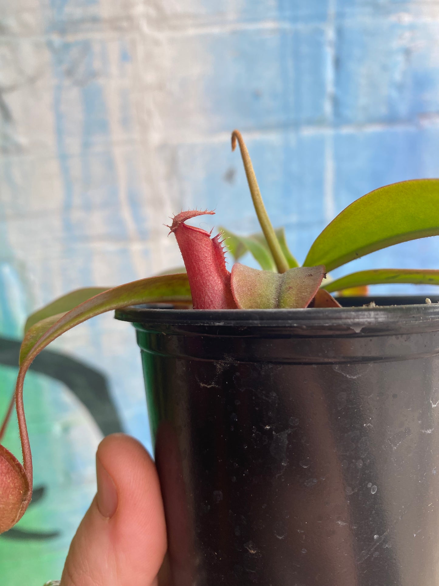 3.5" Nepenthes Diana | Pitcher Plant