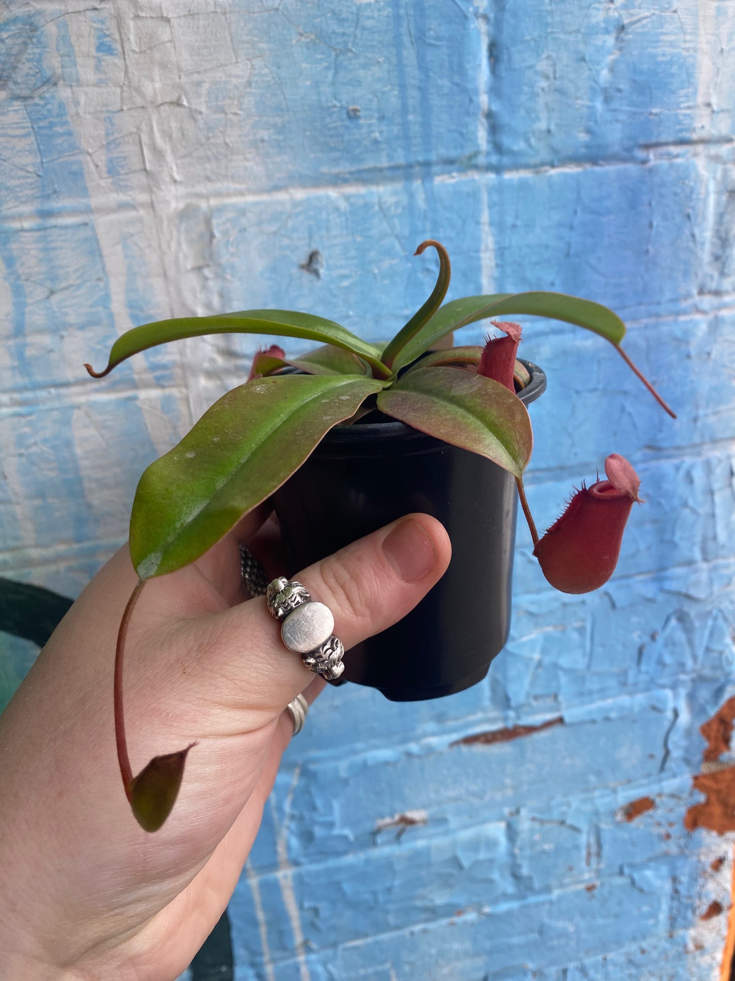 3.5" Nepenthes Diana | Pitcher Plant