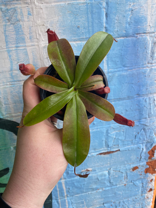 3.5" Nepenthes Diana | Pitcher Plant
