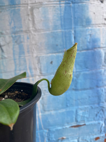 3.5" Nepenthes Dyeriana| Pitcher Plant
