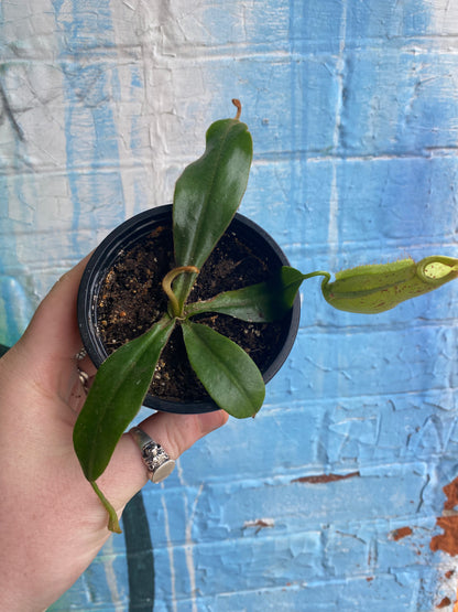 3.5" Nepenthes Dyeriana| Pitcher Plant