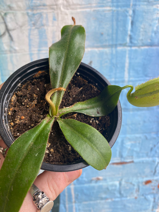 3.5" Nepenthes Dyeriana| Pitcher Plant