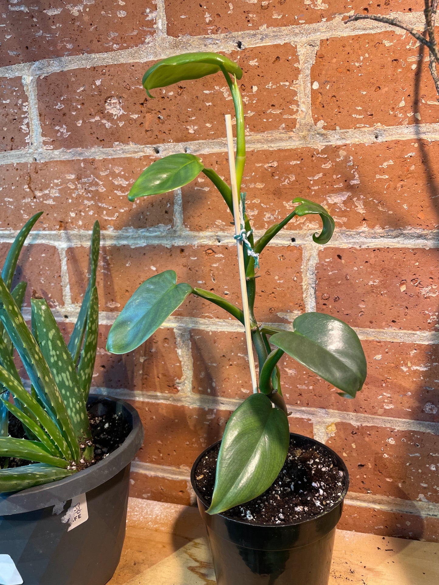 4" Philodendron Panduriforme