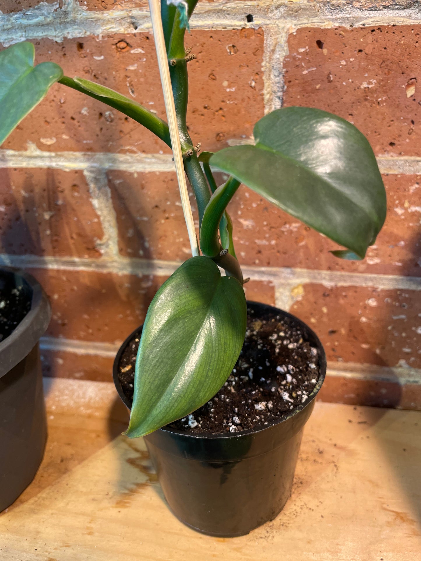 4" Philodendron Panduriforme