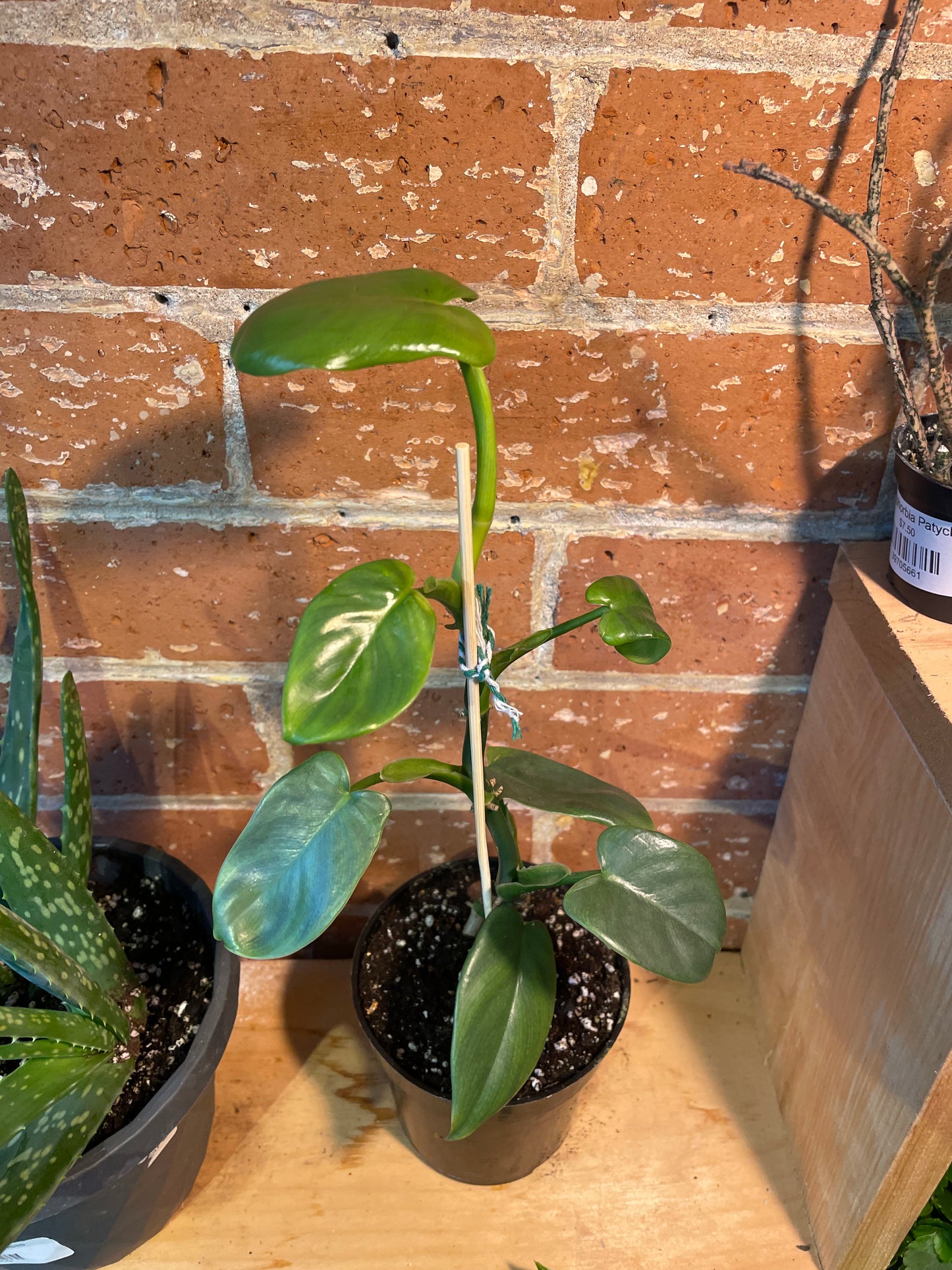 4" Philodendron Panduriforme