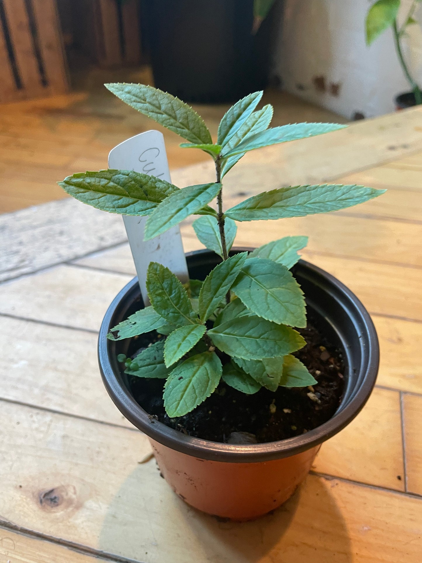 4" Culver's Root | Veronicastrum Virginicum