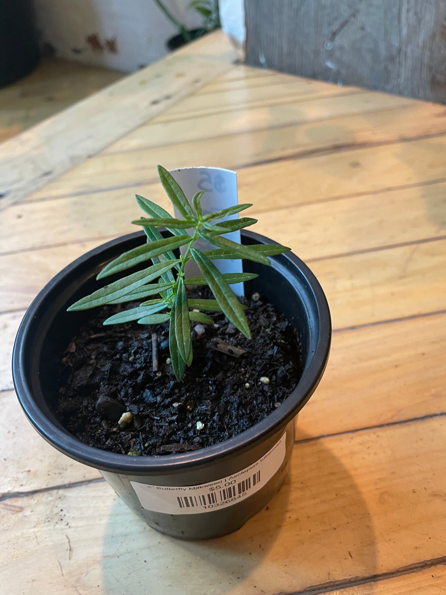 4" Butterfly Milkweed | Asclepias tuberosa