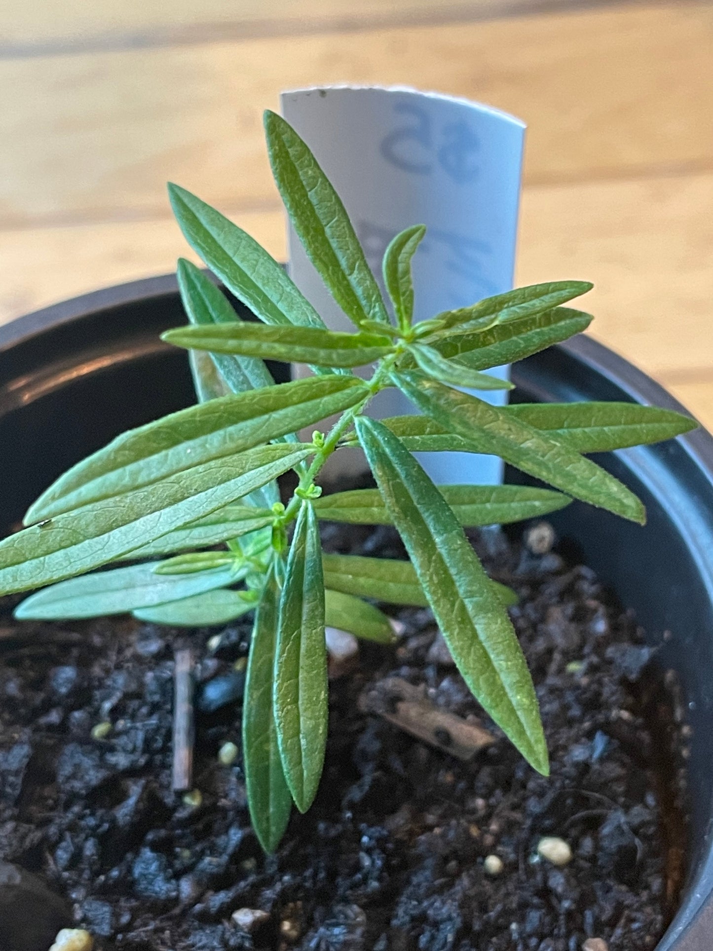 4" Butterfly Milkweed | Asclepias tuberosa