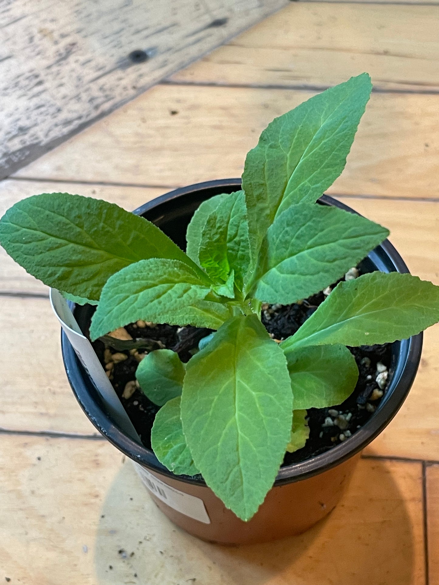 4" Blue Lobelia | Lobelia Siphilitica