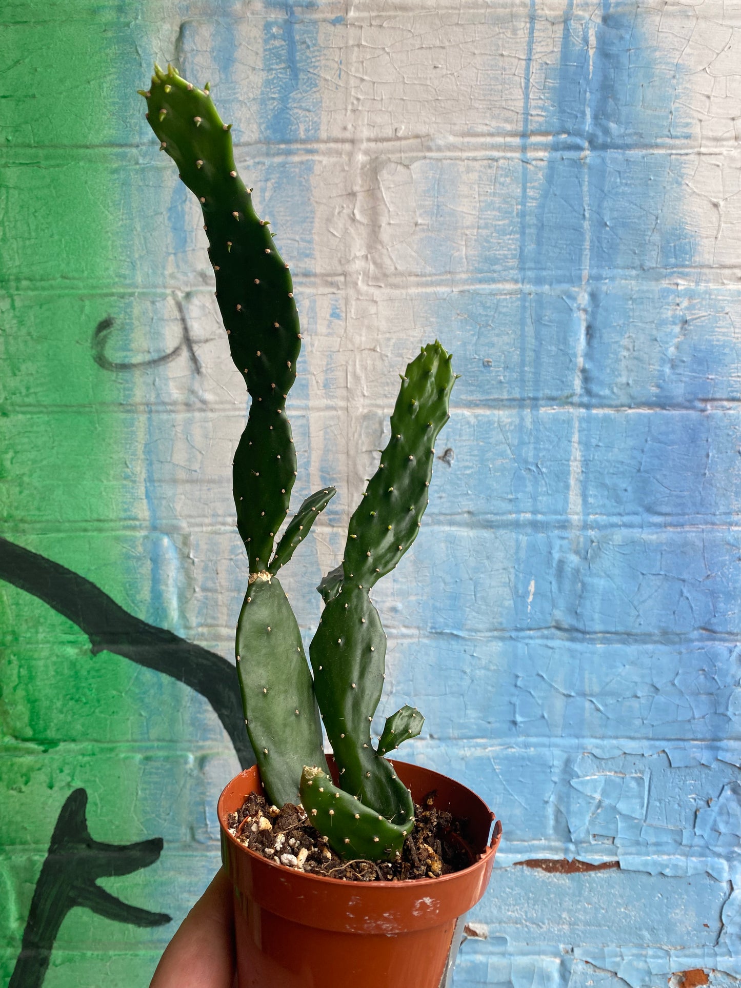 3.5” Opuntia jamaicensis Large