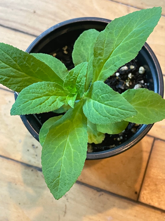 4" Blue Lobelia | Lobelia Siphilitica