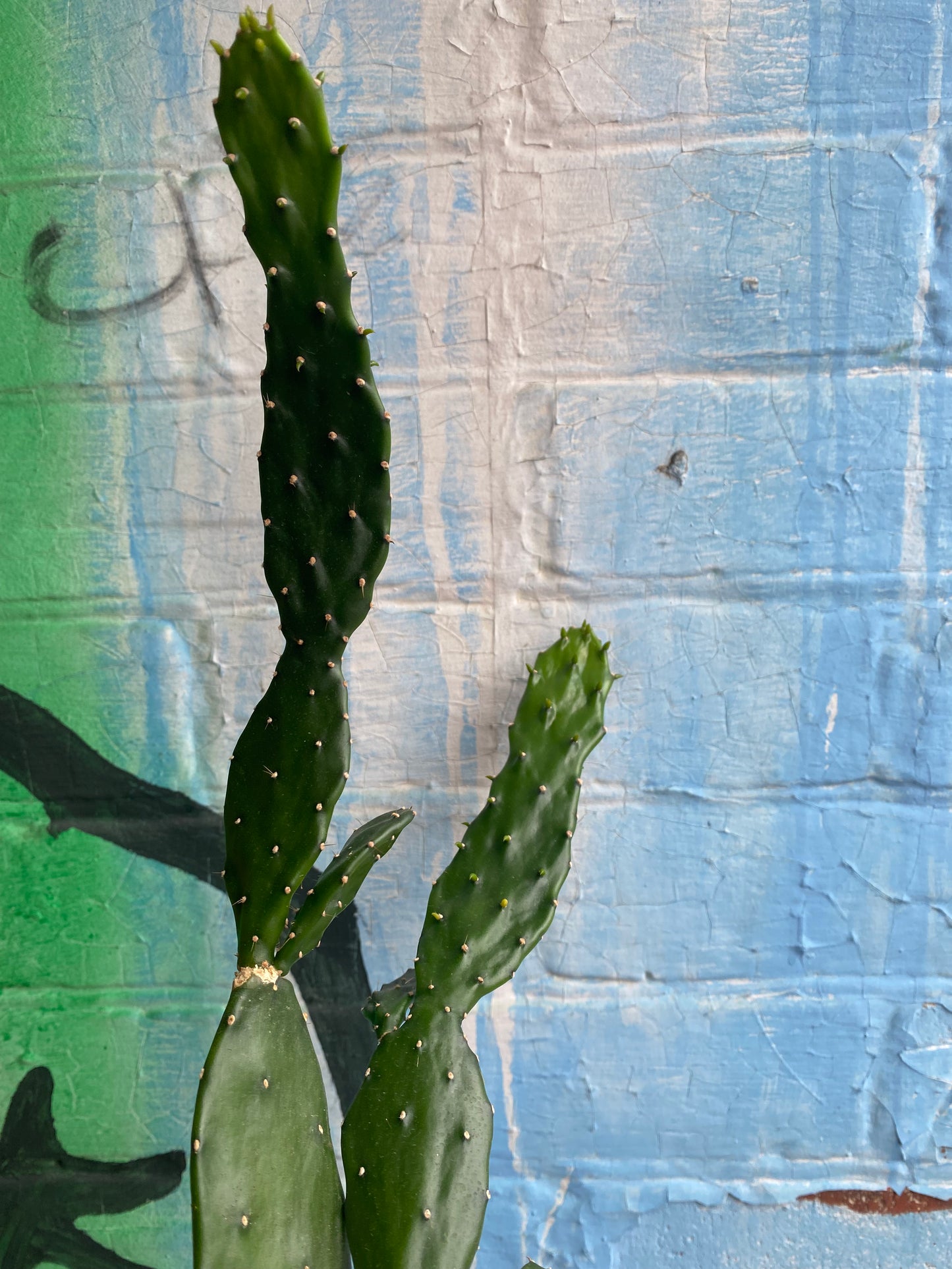 3.5” Opuntia jamaicensis Large