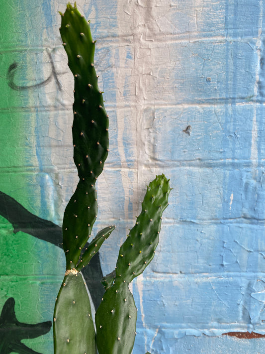 3.5” Opuntia jamaicensis