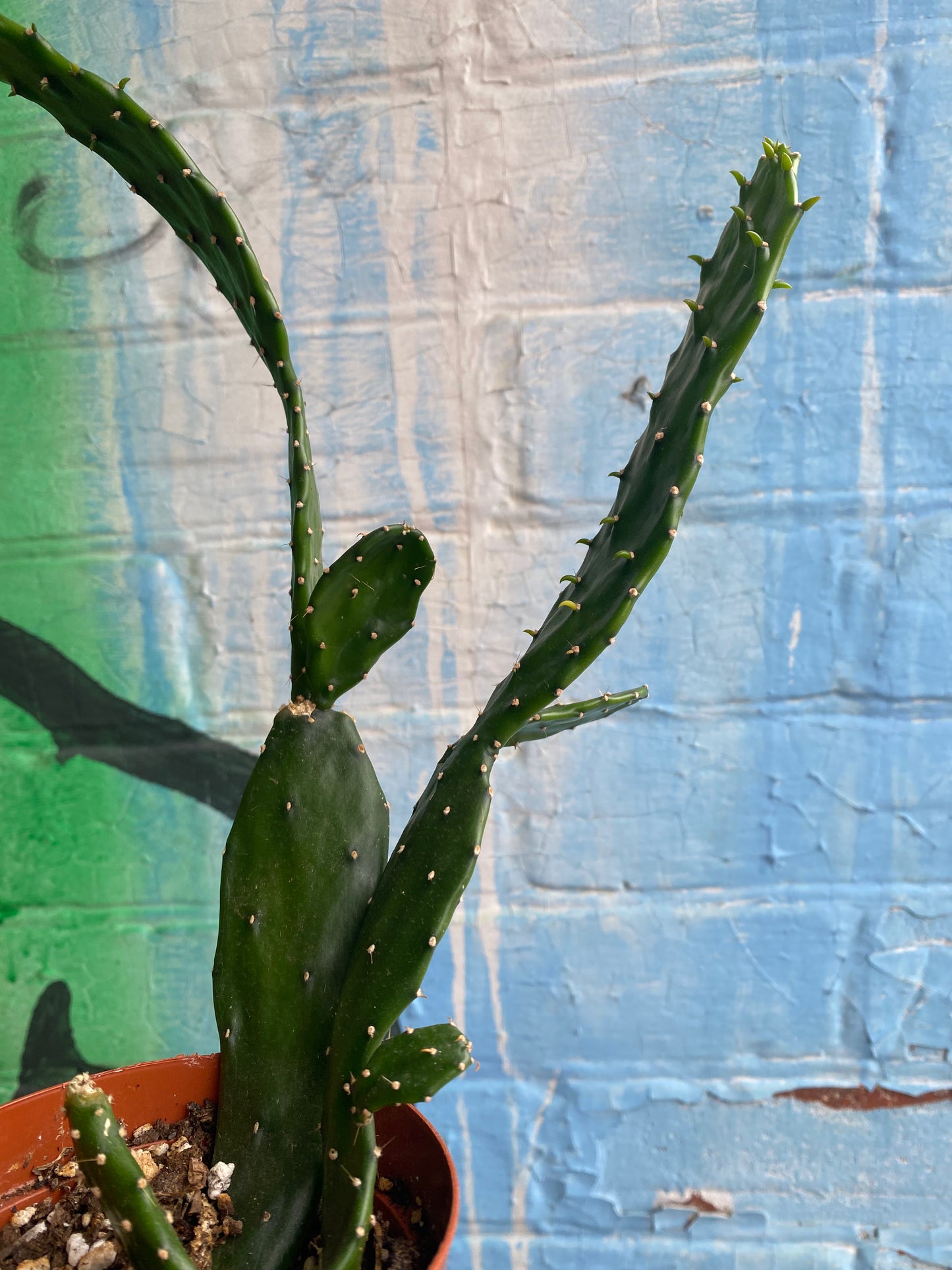 3.5” Opuntia jamaicensis Large