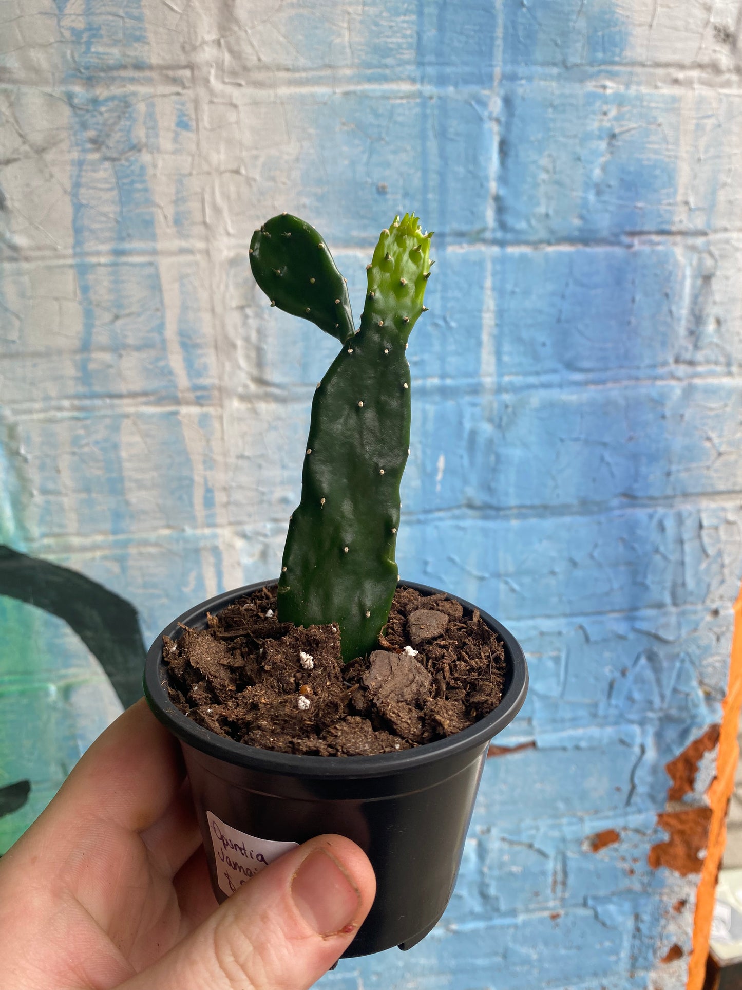 3.5” Opuntia jamaicensis small