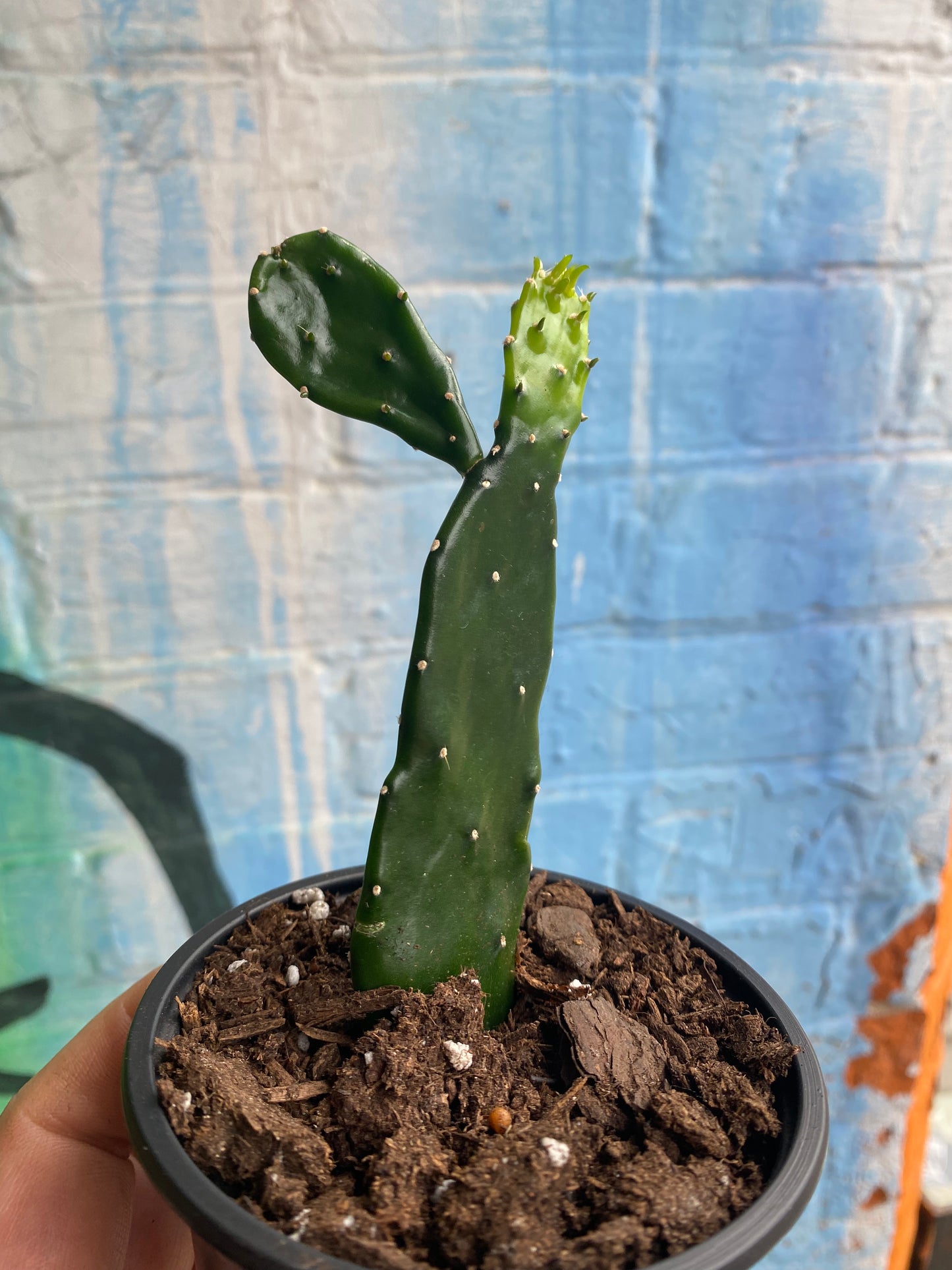 3.5” Opuntia jamaicensis small