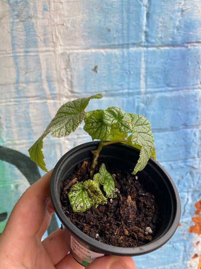 3.5" Begonia Sinbad Plantlet