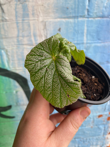 3.5" Begonia Sinbad Plantlet