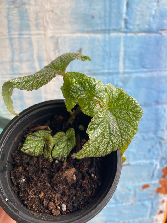 3.5" Begonia Sinbad Plantlet