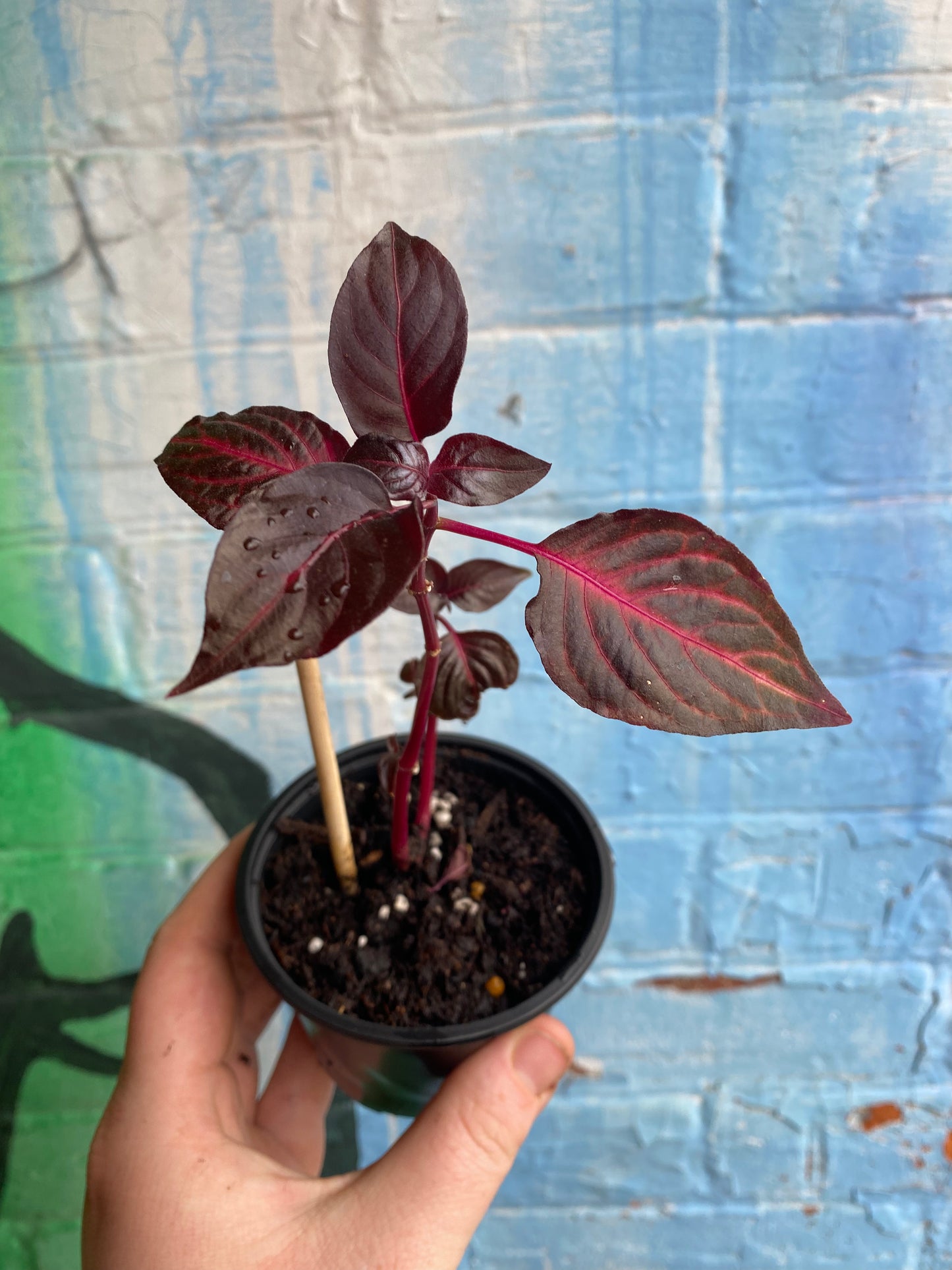 4" Blazin' Rose Iresine