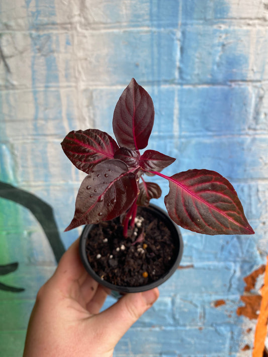 4" Blazin' Rose Iresine