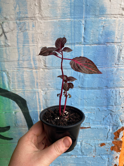 4" Blazin' Rose Iresine