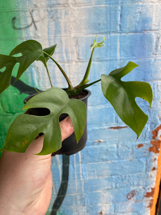 4" Rhaphidophora Tetrasperma