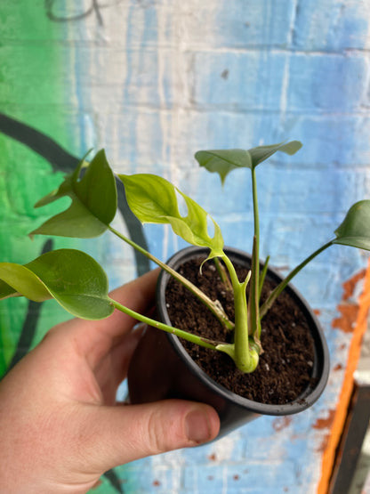 4" Rhaphidophora Tetrasperma