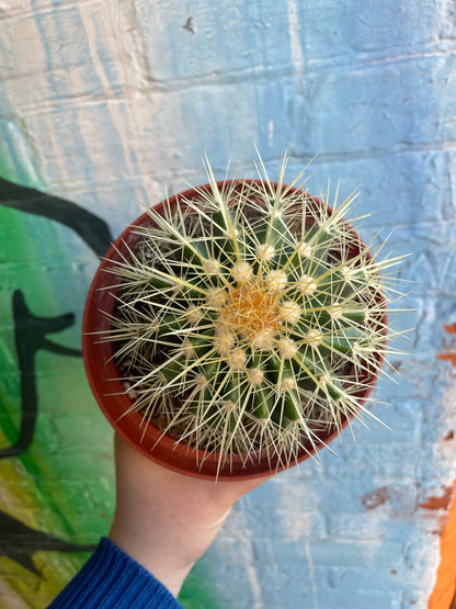 6" Echinocactus Grusonii | Golden Barrel Cactus