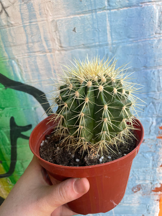 6" Echinocactus Grusonii | Golden Barrel Cactus