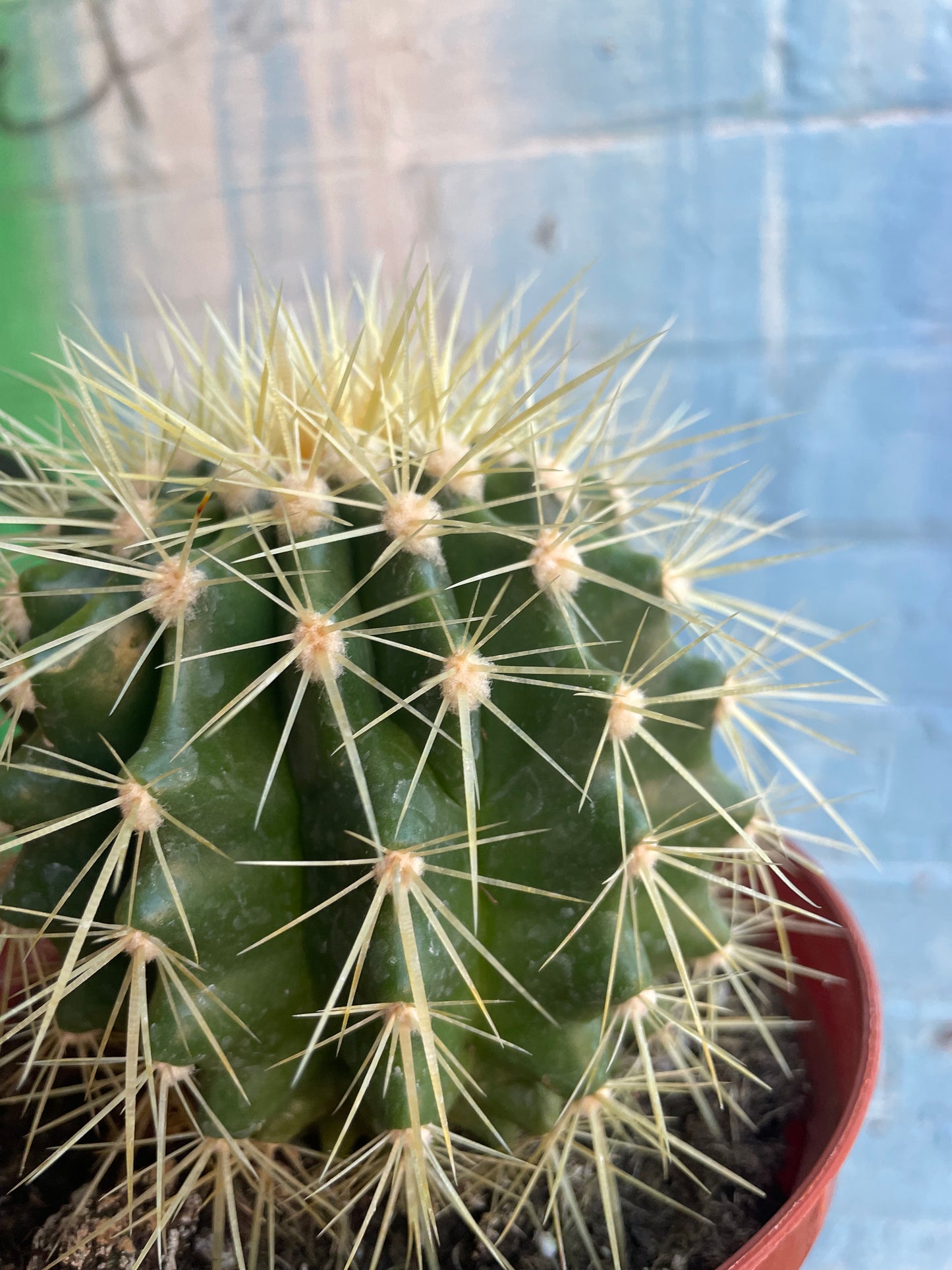 6" Echinocactus Grusonii | Golden Barrel Cactus