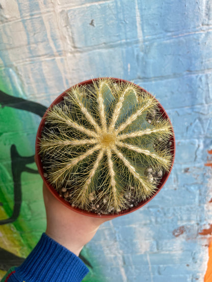 6" Parodia Magnifica | Ball Cactus