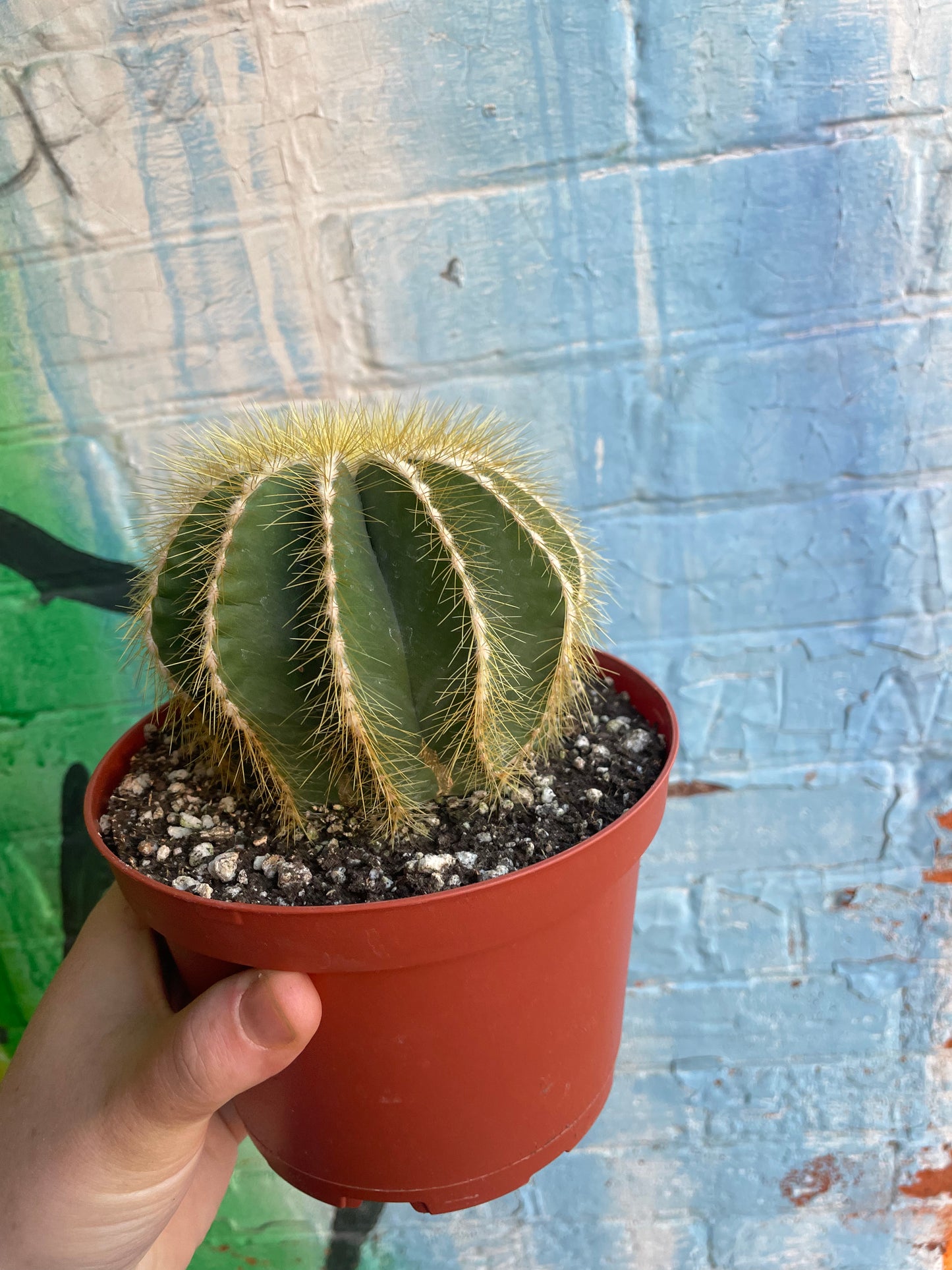 6" Parodia Magnifica | Ball Cactus