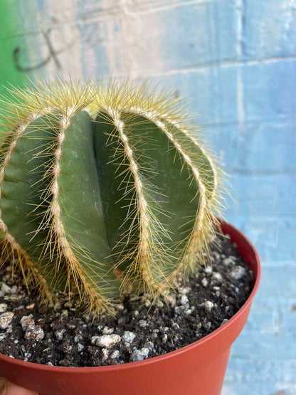 6" Parodia Magnifica | Ball Cactus