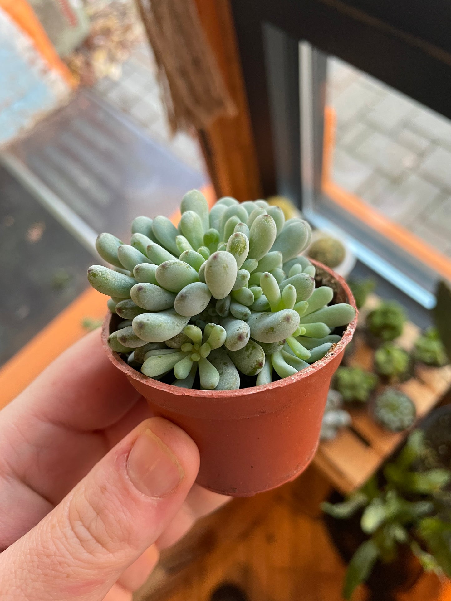 2.5” Graptopetalum Pachyphyllum