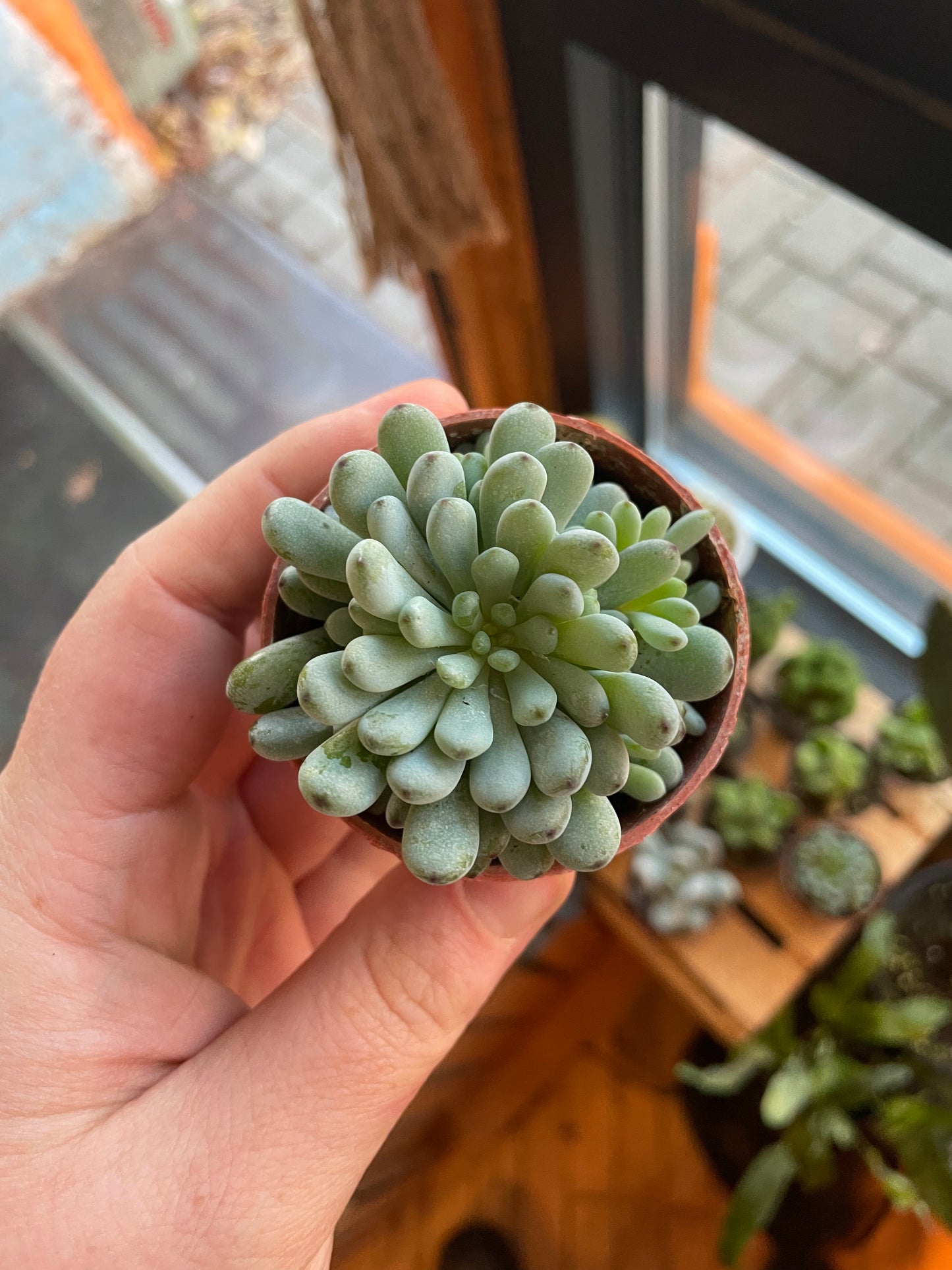 2.5” Graptopetalum Pachyphyllum