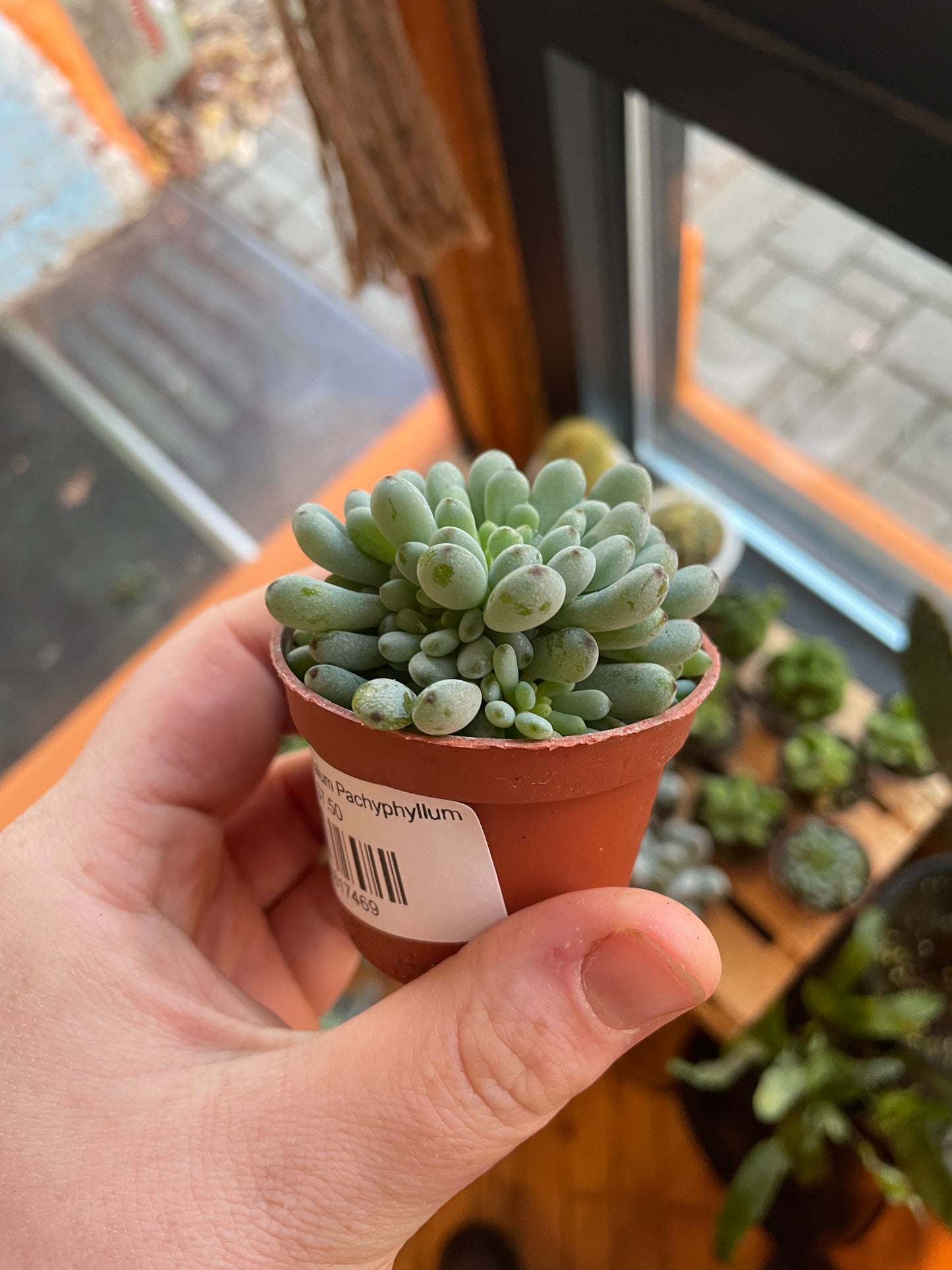 2.5” Graptopetalum Pachyphyllum