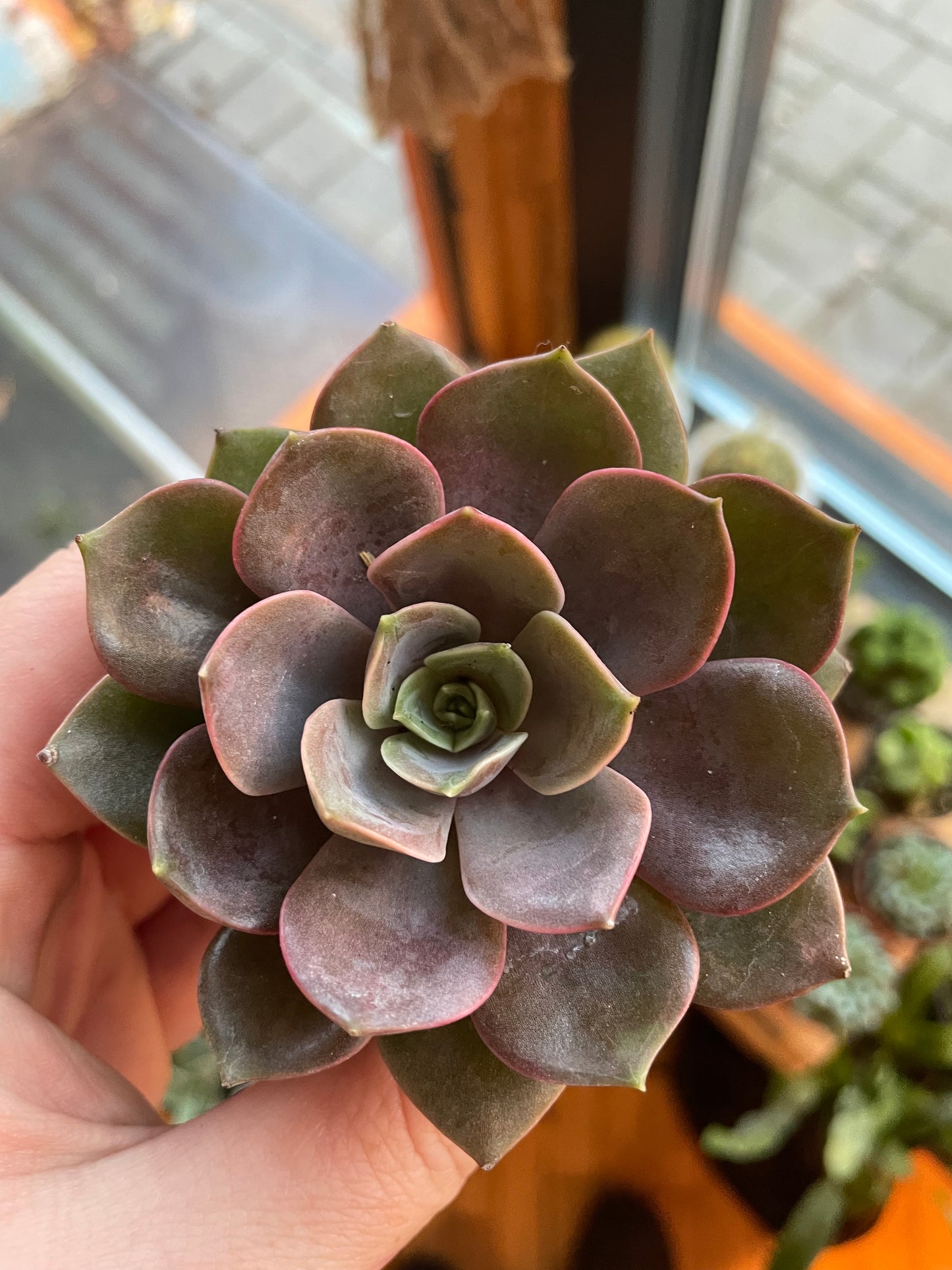 2.5" Echeveria Nina