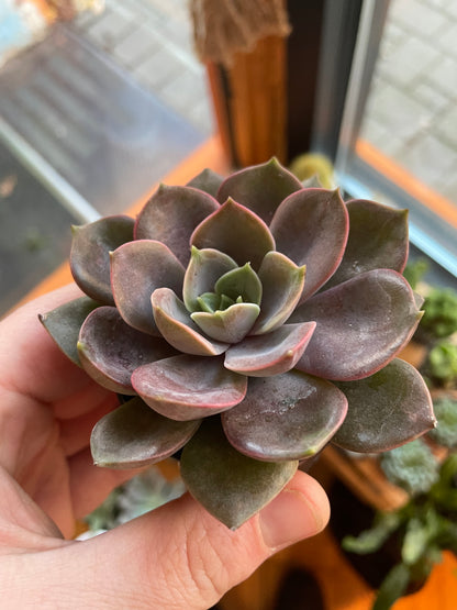 2.5" Echeveria Nina