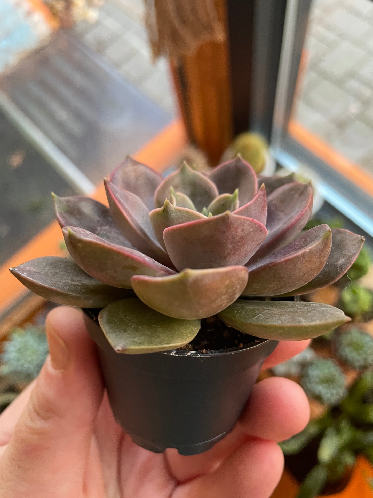 2.5" Echeveria Nina