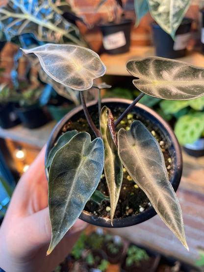 3.5 Alocasia Bambino