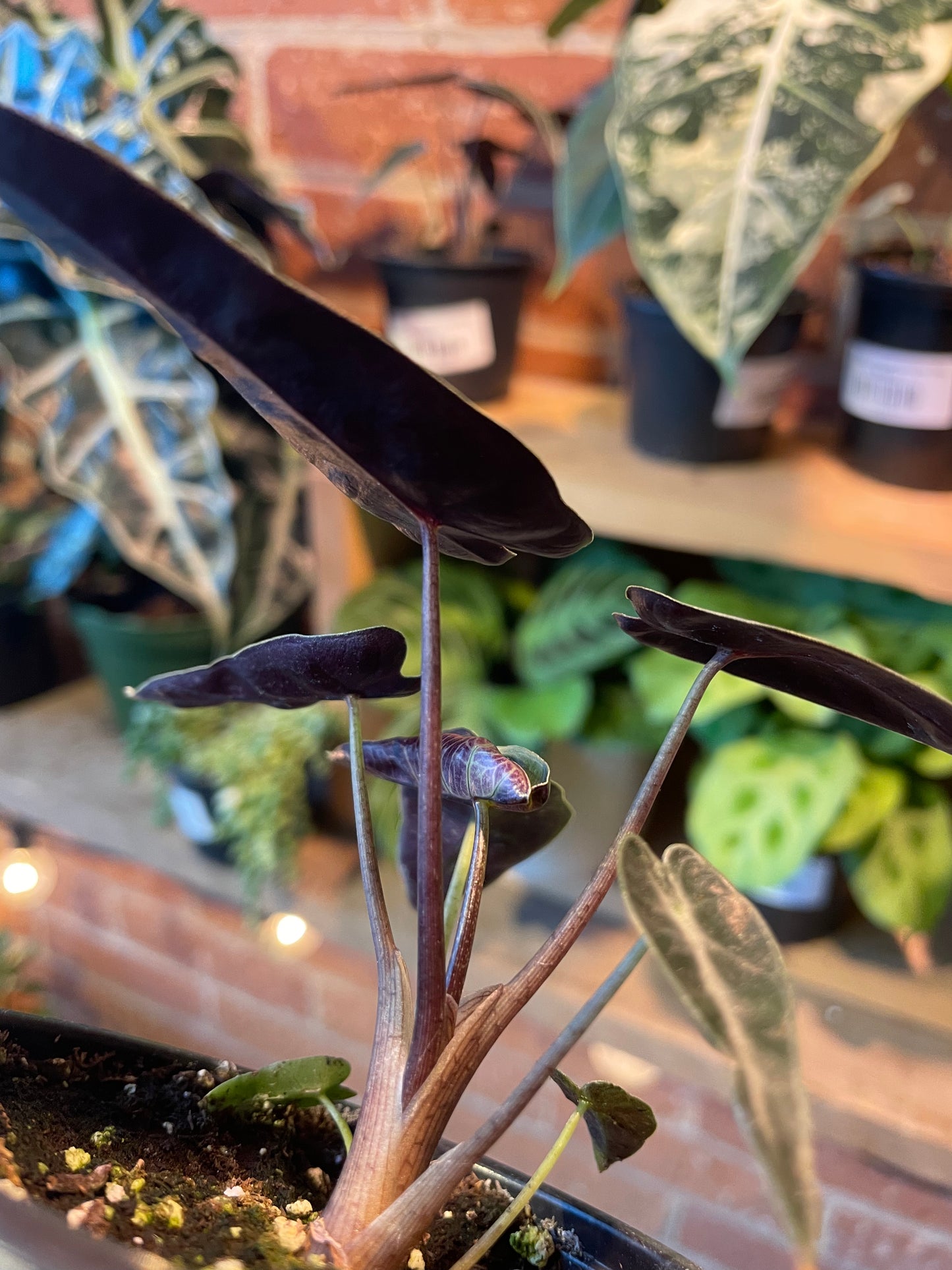 3.5 Alocasia Bambino