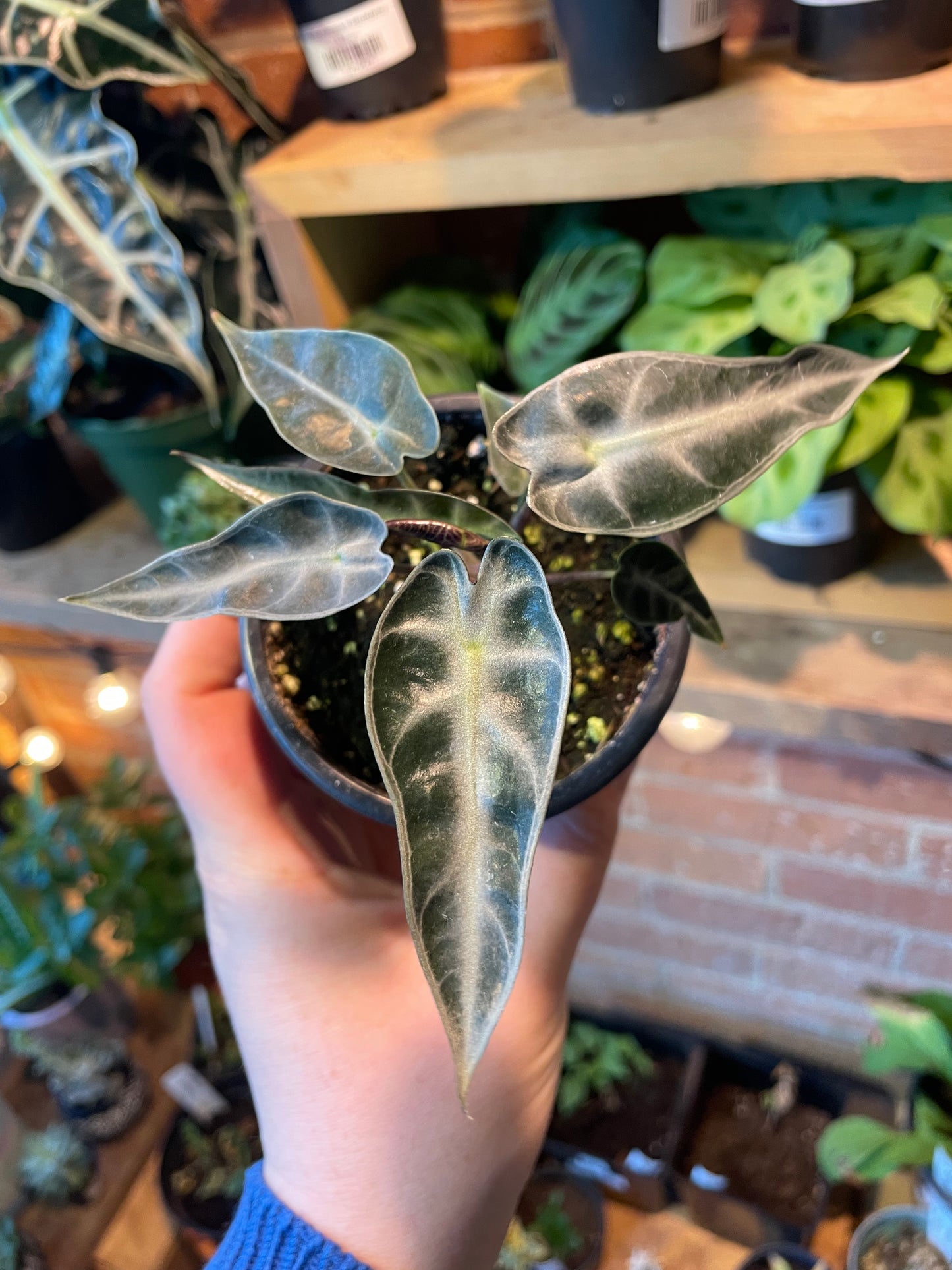 3.5 Alocasia Bambino